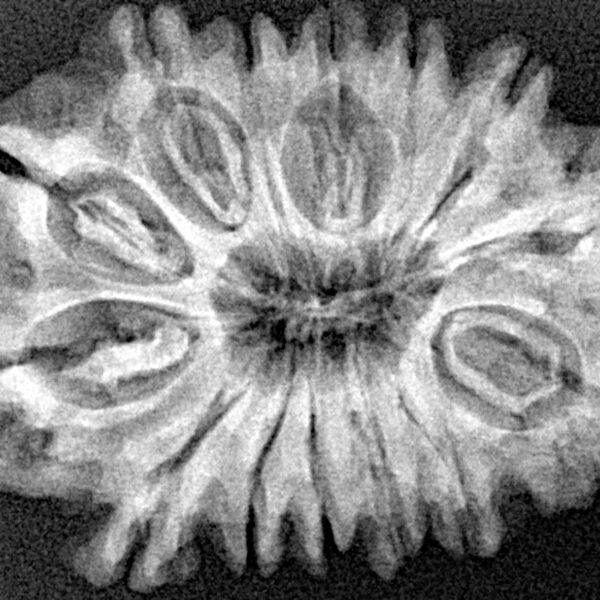 14 Mukhi Rudraksha 29.3mm 4.4gm - Xray