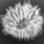 13 Mukhi Rudraksha 24mm 3gm - Xray