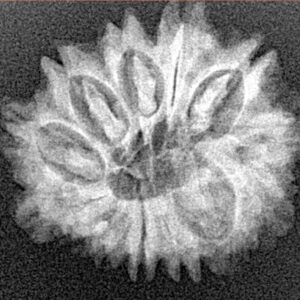 13 Mukhi Rudraksha 24mm 3gm - Xray