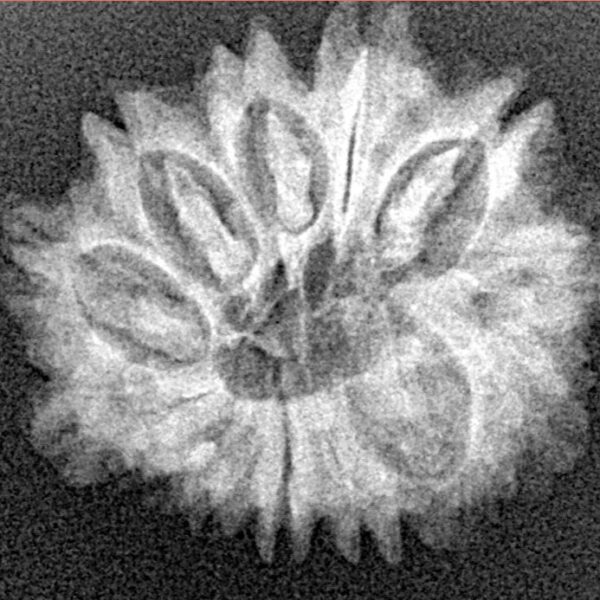 13 Mukhi Rudraksha 24mm 3gm - Xray