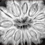 12 Mukhi Rudraksha 34.6mm 10.15gm - Xray