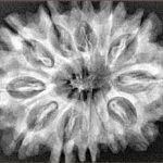 12 Mukhi Rudraksha 32.1mm 5.9gm - Xray