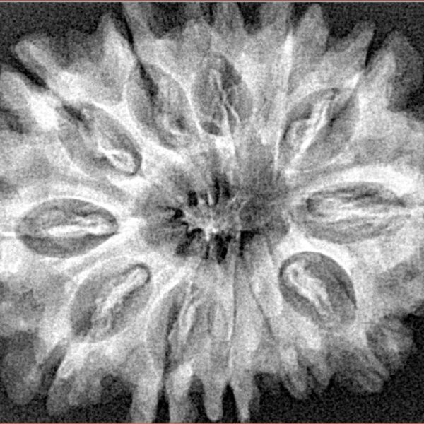 12 Mukhi Rudraksha 32.1mm 5.9gm - Xray