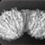 14 Mukhi Gaurishankar 34.3mm 4.29gm - Xray