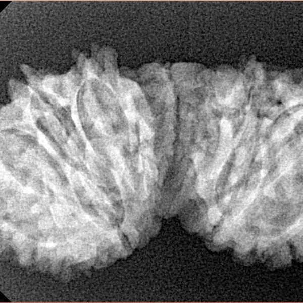 14 Mukhi Gaurishankar 34.3mm 4.29gm - Xray