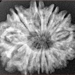 12 Mukhi Rudraksha 28.3mm 4.79gm - Xray