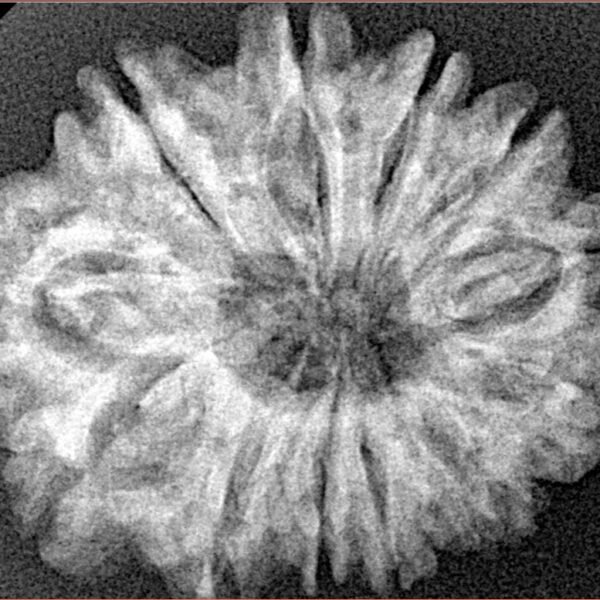 12 Mukhi Rudraksha 28.3mm 4.79gm - Xray