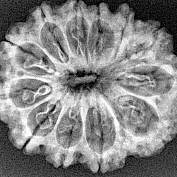 12 Mukhi Rudraksha 29mm 4.29gm - Xray