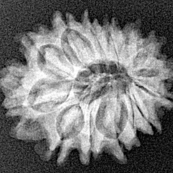 14 Mukhi Rudraksha 22.1mm 2.56gm - Xray