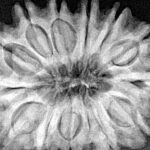 13 Mukhi Rudraksha 30.4mm 6.51gm - Xray