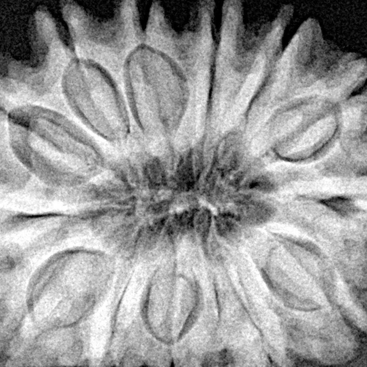 13 Mukhi Rudraksha 30.4mm 6.51gm - Xray