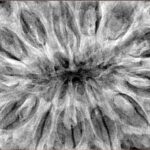 13 Mukhi Rudraksha 41.4mm 13gm - Xray