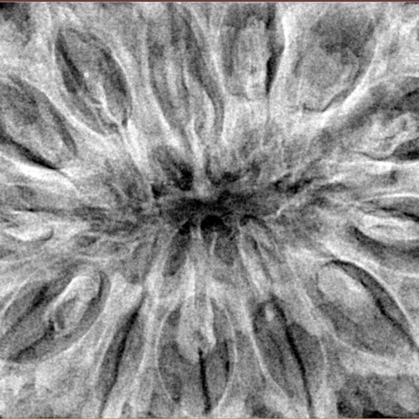 13 Mukhi Rudraksha 41.4mm 13gm - Xray