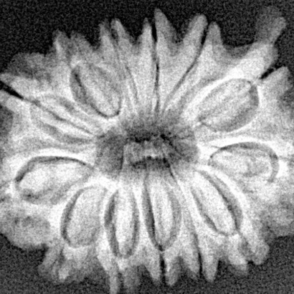 13 Mukhi Ganesh 27.2mm 4.46gm - Xray