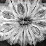 12 Mukhi Rudraksha 34.7mm 8.88gm - Xray