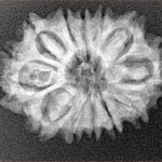 12 Mukhi Rudraksha 26.3mm 3.53gm - Xray