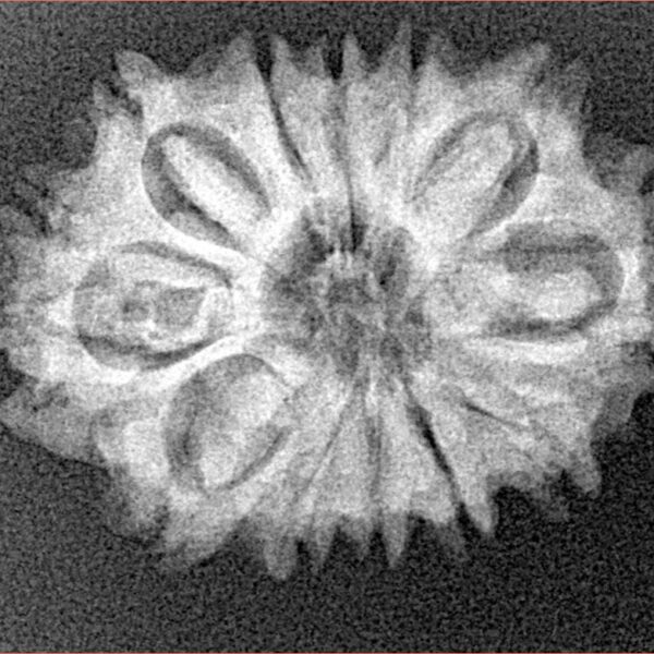 12 Mukhi Rudraksha 26.3mm 3.53gm - Xray