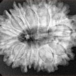 13 Mukhi Rudraksha 29.8mm 6.12gm - Xray