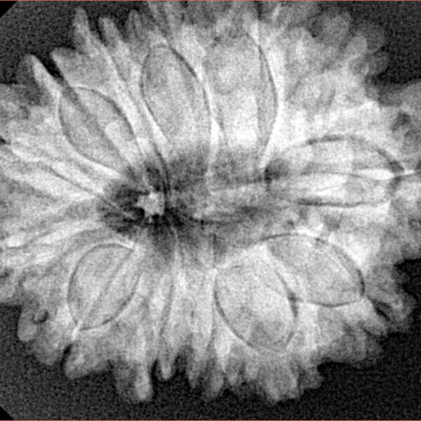 13 Mukhi Rudraksha 29.8mm 6.12gm - Xray