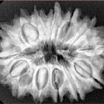 14 Mukhi Rudraksha 30.6mm 6.07gm - Xray