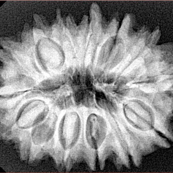 14 Mukhi Rudraksha 30.6mm 6.07gm - Xray