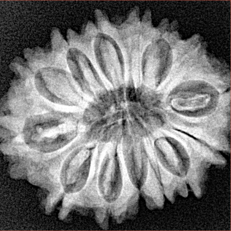 14 Mukhi Rudraksha 26.9mm 4.23gm - Xray