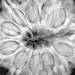 12 Mukhi Rudraksha 32.2mm 9.48gm - Xray