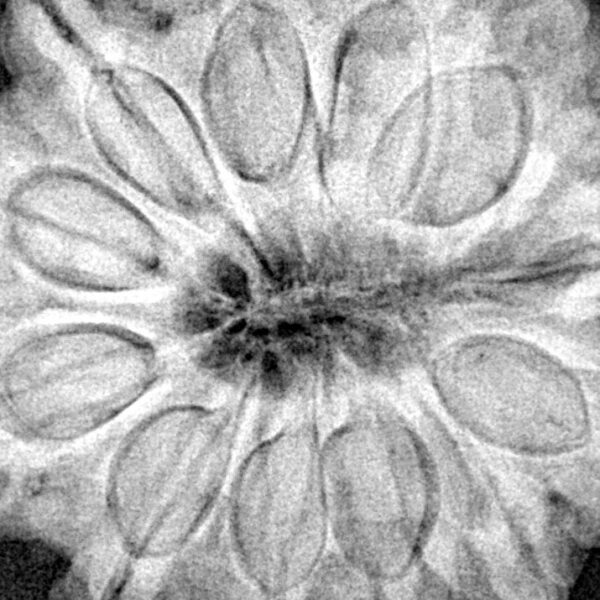 12 Mukhi Rudraksha 32.2mm 9.48gm - Xray