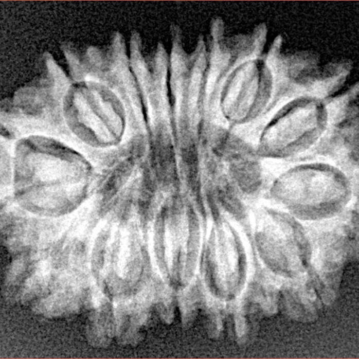 14 Mukhi Rudraksha 26mm 3.32gm - Xray