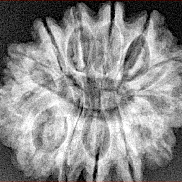 13 Mukhi Rudraksha 26mm 4.12gm - Xray