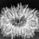 12 Mukhi Rudraksha 29.6mm 5.52gm - Xray