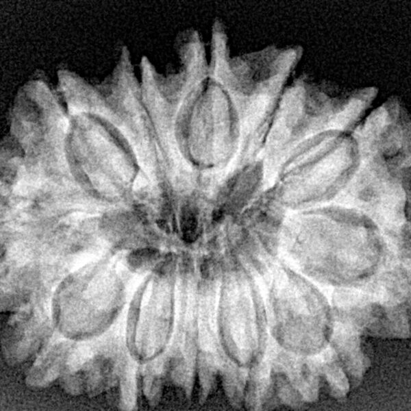 12 Mukhi Rudraksha 29.6mm 5.52gm - Xray