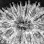 13 Mukhi Rudraksha 34.5mm 5.81gm - Xray