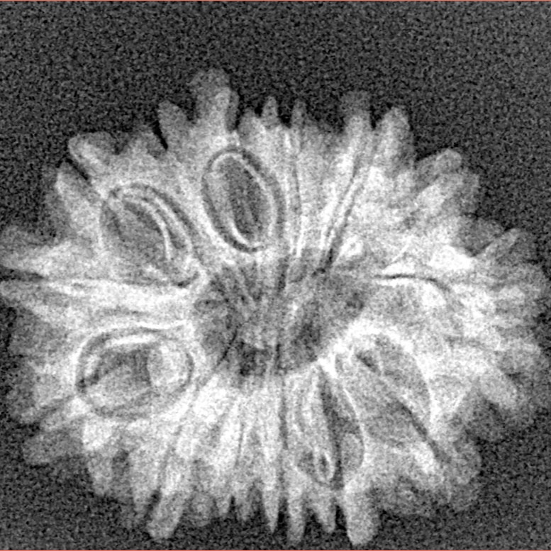 14 Mukhi Rudraksha 25.6mm 2.85gm - Xray
