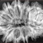 13 Mukhi Rudraksha 35mm 7.37gm - Xray