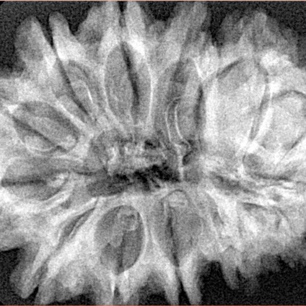 13 Mukhi Rudraksha 35mm 7.37gm - Xray