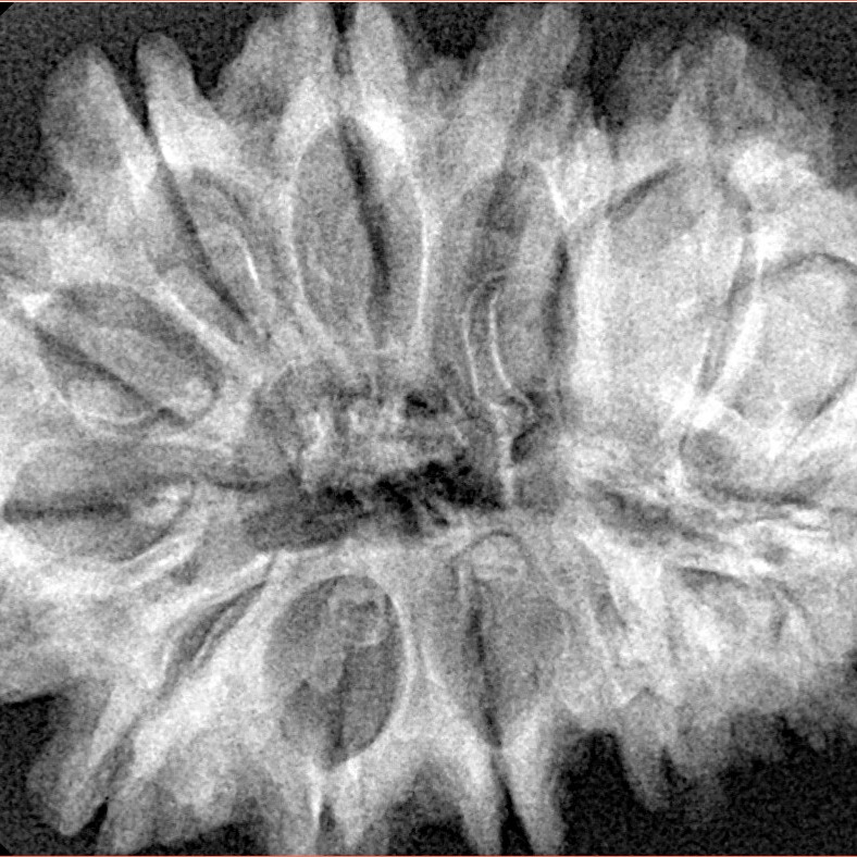 13 Mukhi Rudraksha 35mm 7.37gm - Xray