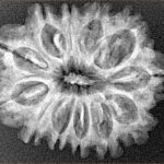 12 Mukhi Rudraksha 25.8mm 3.16gm - Xray