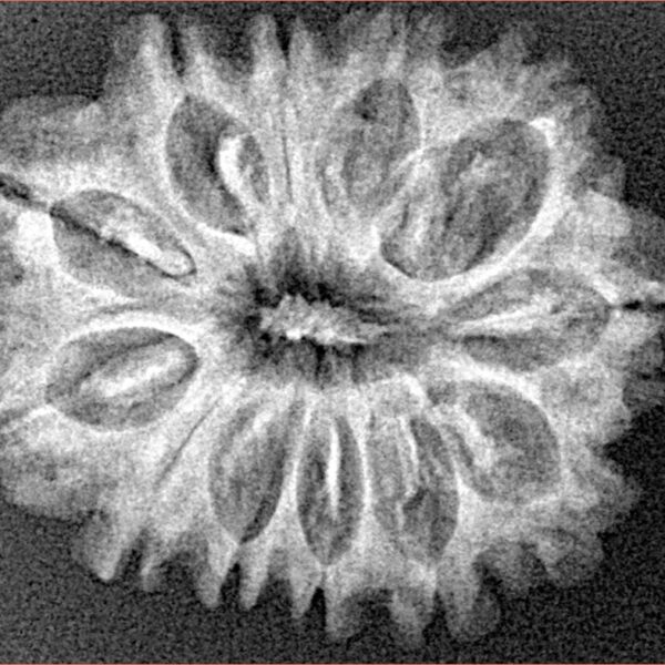 12 Mukhi Rudraksha 25.8mm 3.16gm - Xray