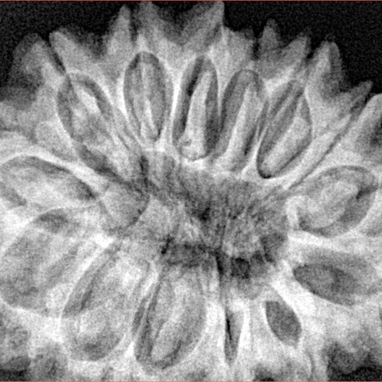 14 Mukhi Rudraksha 33.7mm 7.44gm - Xray