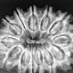 13 Mukhi Rudraksha 31.4mm 5.59gm - Xray