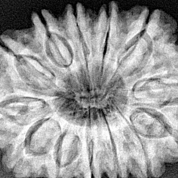 13 Mukhi Rudraksha 34.2mm 7.87gm - Xray