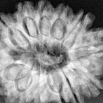 13 Mukhi Rudraksha 31.7mm 7.48gm - Xray