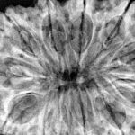 12 Mukhi Rudraksha 37.4mm 9.22gm - Xray