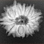 13 Mukhi Rudraksha 22.3mm 2.92gm - Xray