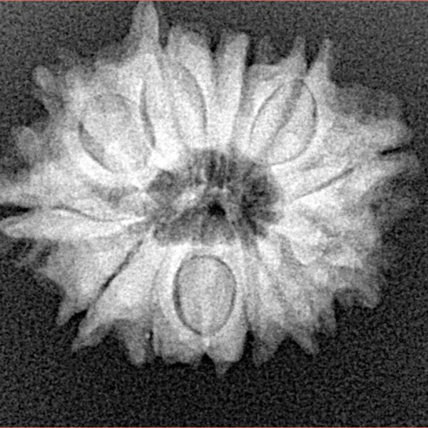 13 Mukhi Rudraksha 22.3mm 2.92gm - Xray