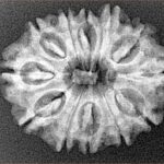 12 Mukhi Rudraksha 26.8mm 3.58gm - Xray