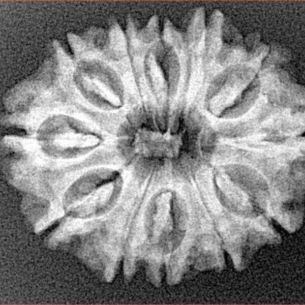 12 Mukhi Rudraksha 26.8mm 3.58gm - Xray