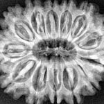 13 Mukhi Rudraksha 31.6mm 6.5gm - Xray