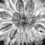 12 Mukhi Rudraksha 30.7mm 7gm - Xray